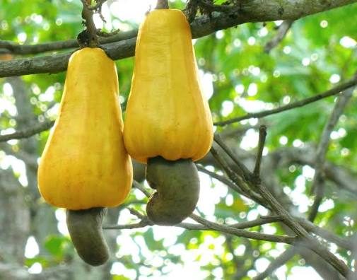 Export grade white cashew kernels