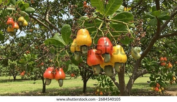 Bulk cashew export — shipping containers India