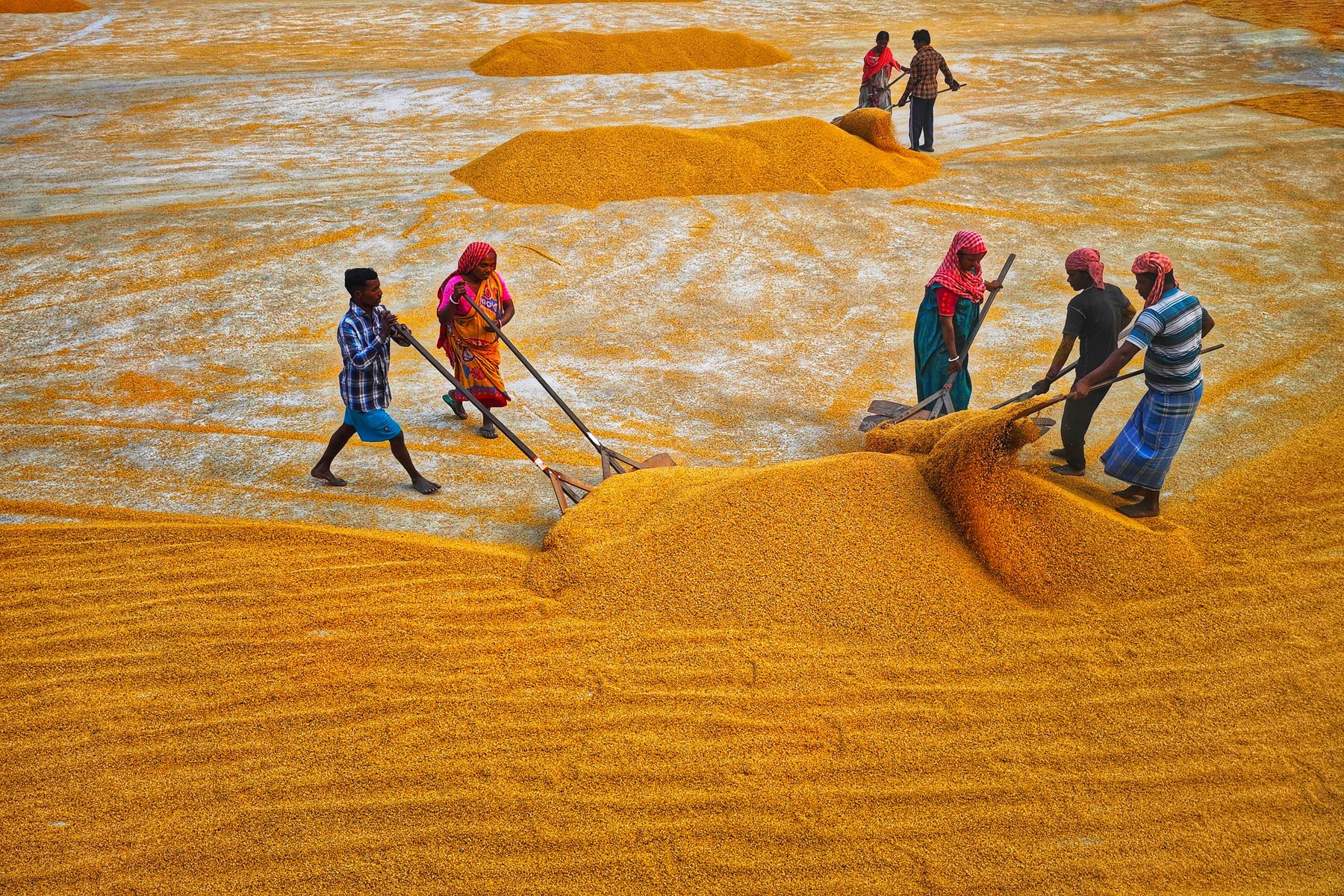Drying — KSR Exports rice production