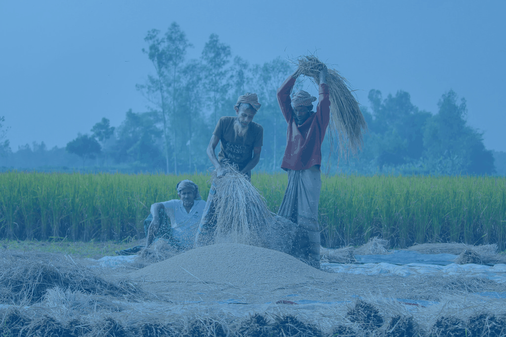 Threshing & Cleaning — KSR Exports rice production