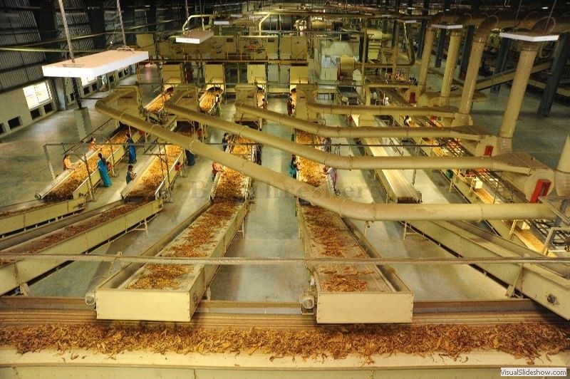 FCV tobacco leaf being inspected
